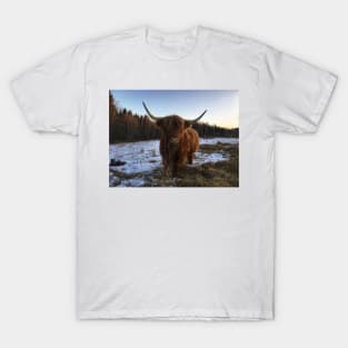 Scottish Highland Cattle Cow 2197 T-Shirt